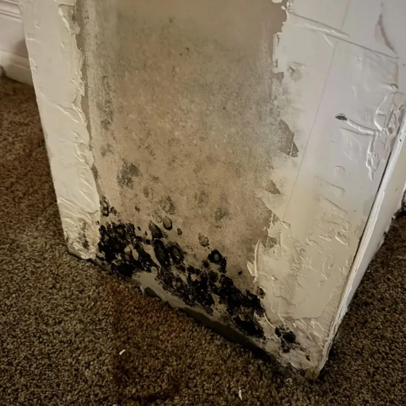 Professional Mold Removal in Logan County, KY